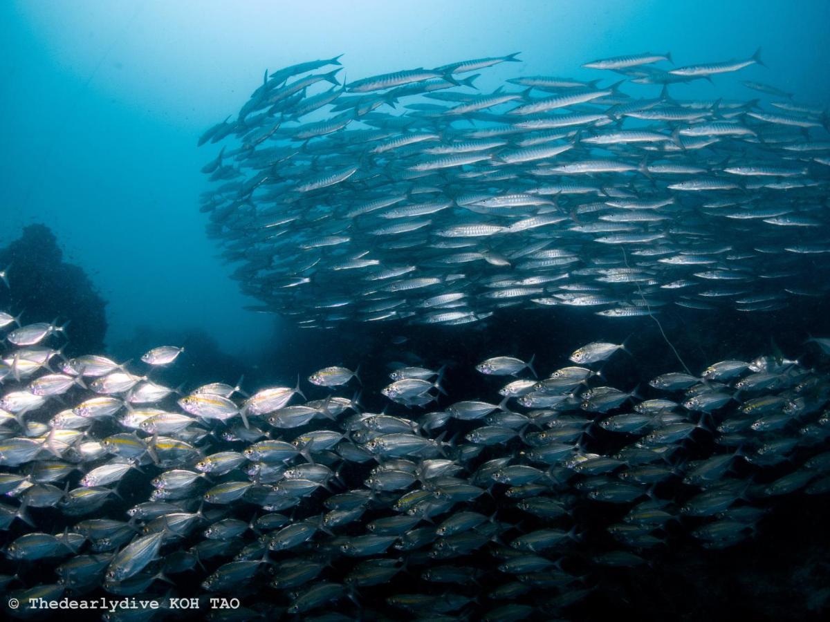 The Dearly Koh Tao Hostel-Padi 5 Star Dive Resort Eksteriør bilde